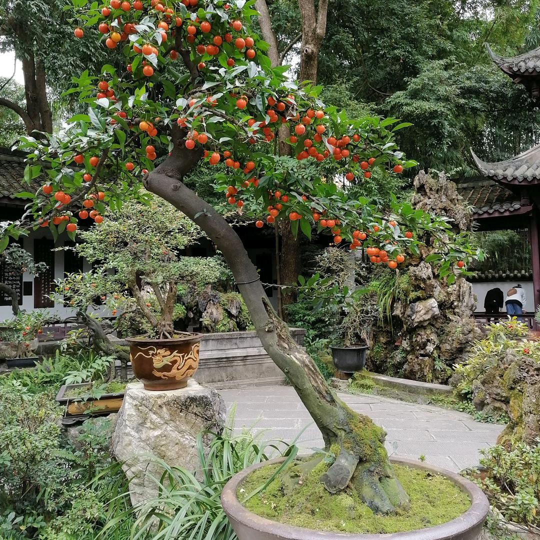 玉兔