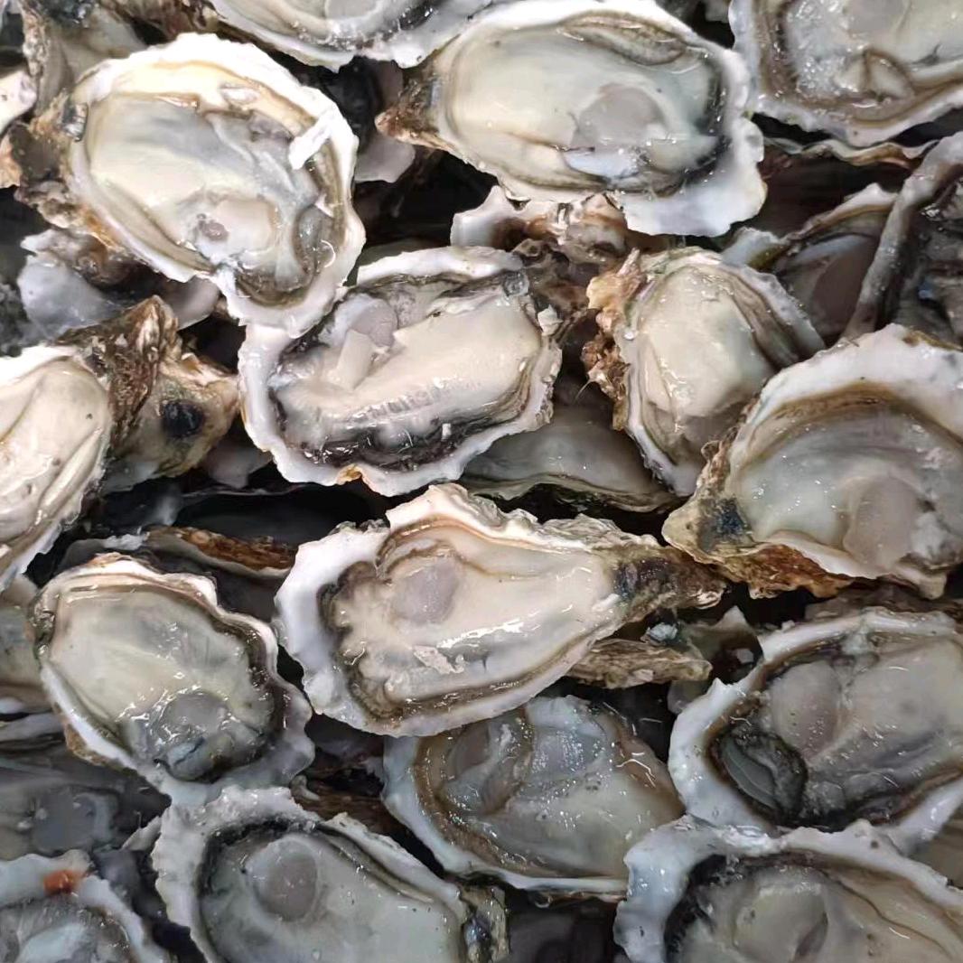新鲜生蚝