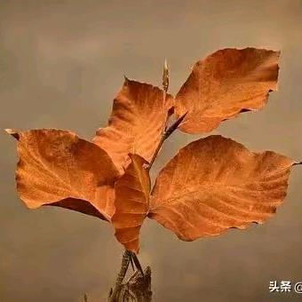 啊蓉