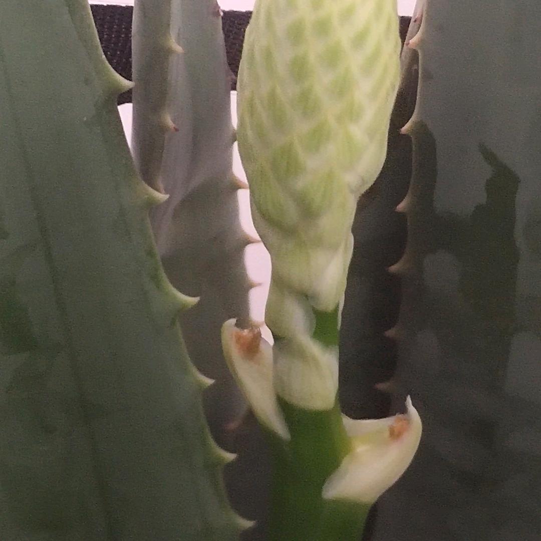 芦荟