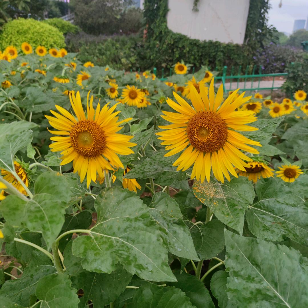 用户8356078494199新悦