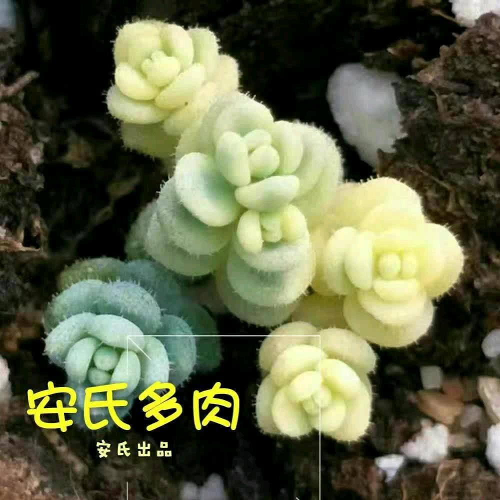 哥开心-
