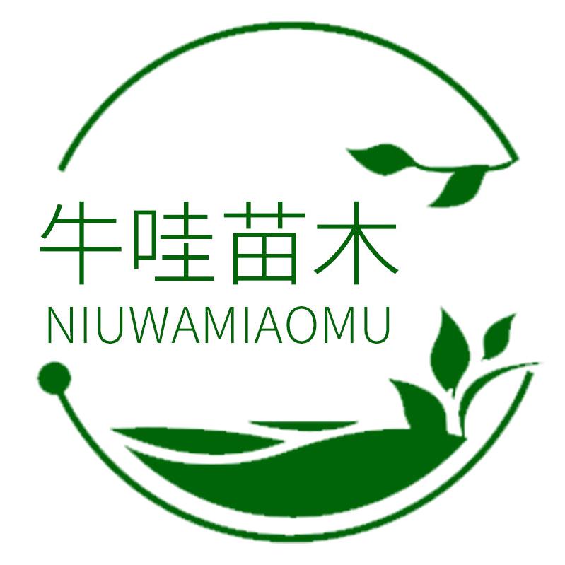 桃桃绿植