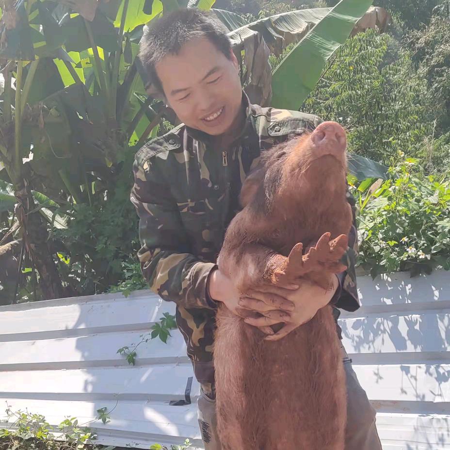 鸭哥💰钱途辉黄💰