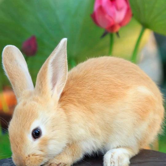 🌷一生平安🌺🌺