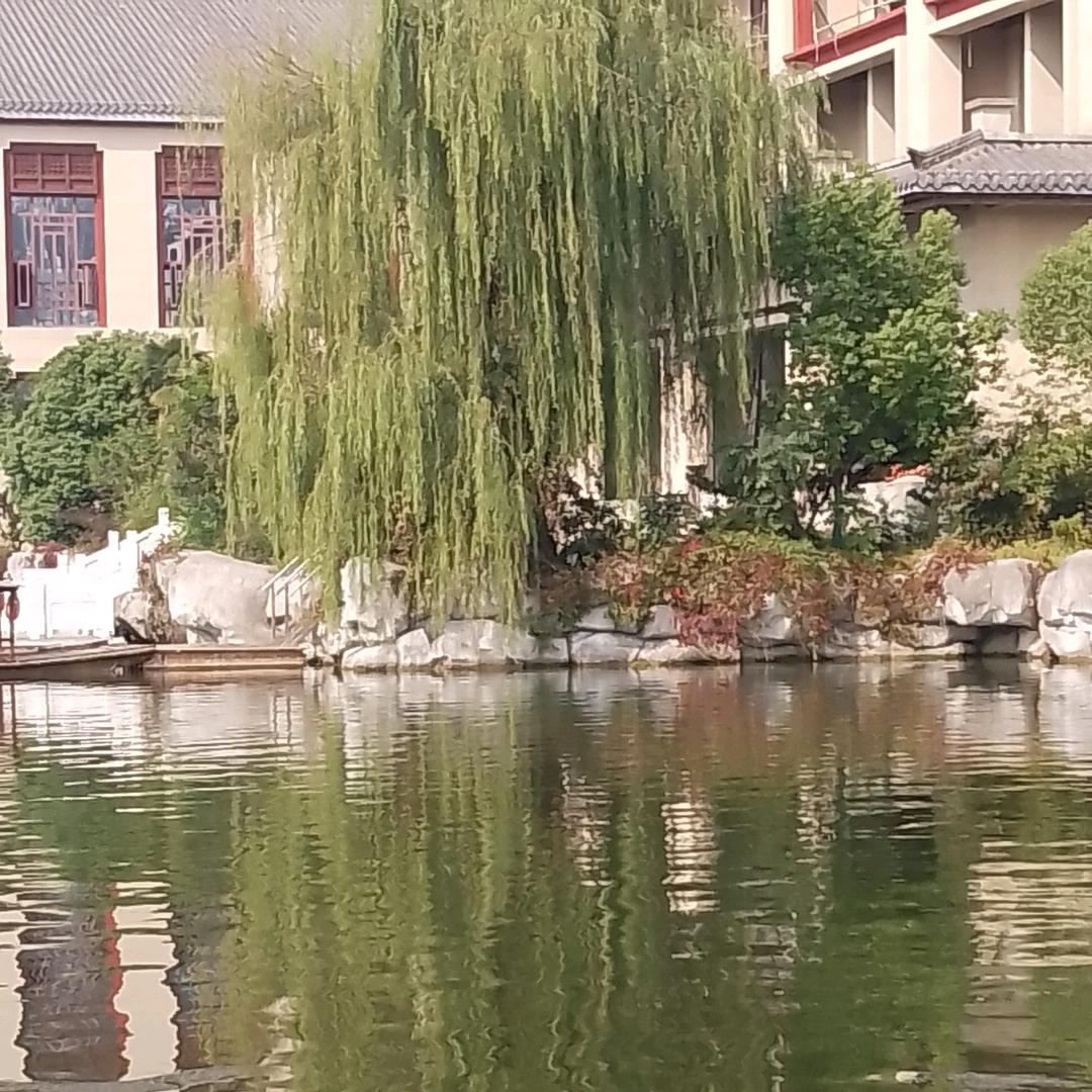 摇曳的狗尾草