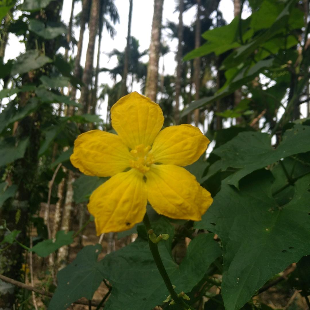 健康🌷平安🍀快乐😀