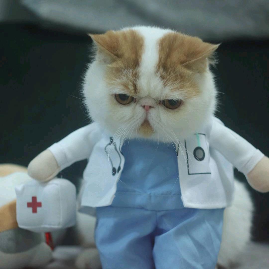 义薄云天腹肌猫 VET.刘