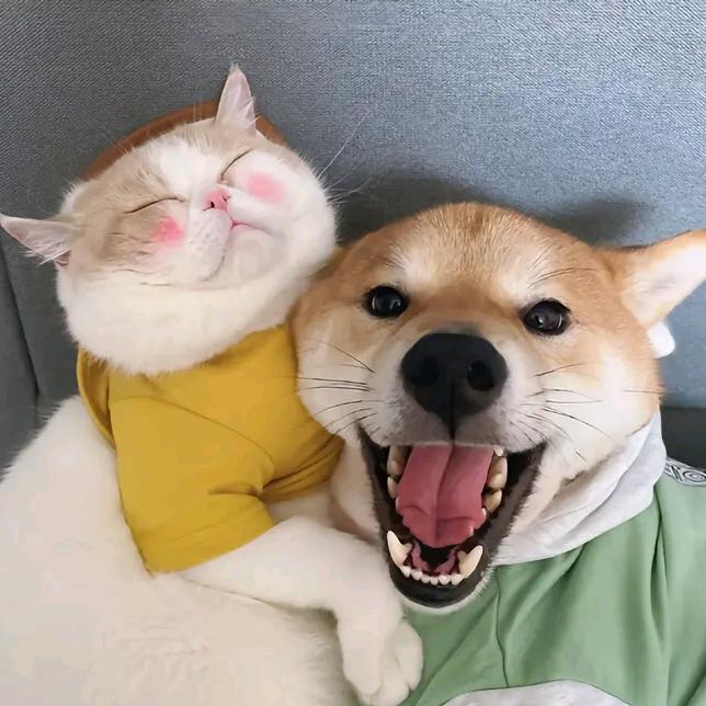 你的航🌴