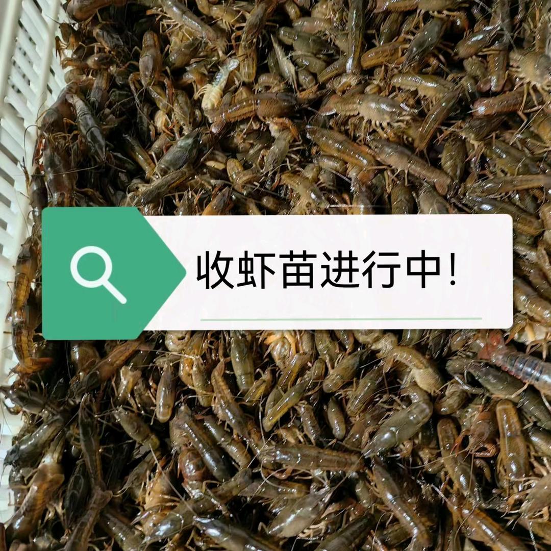 湖北龙虾产地直发