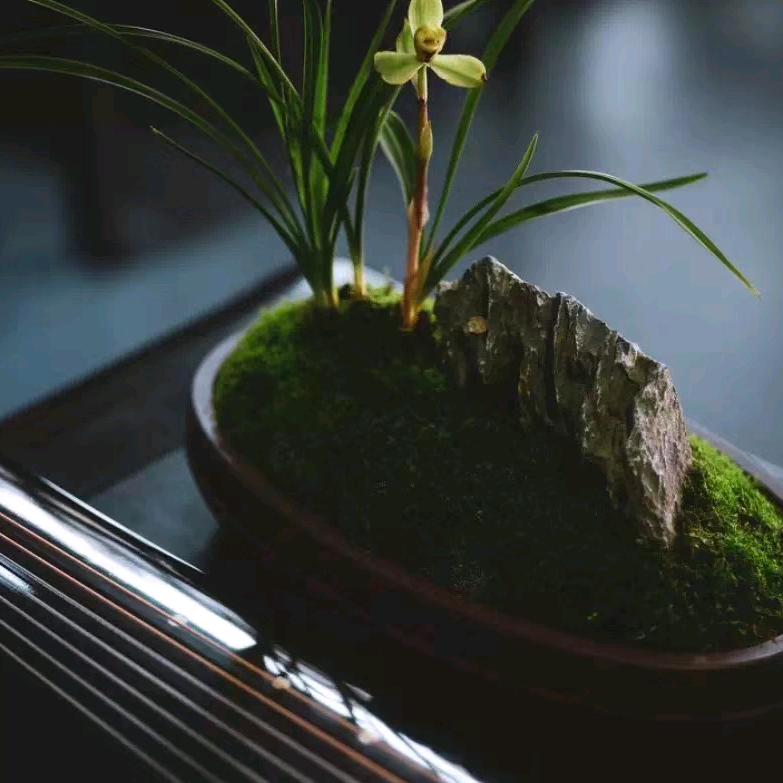 一年十二度圆缺