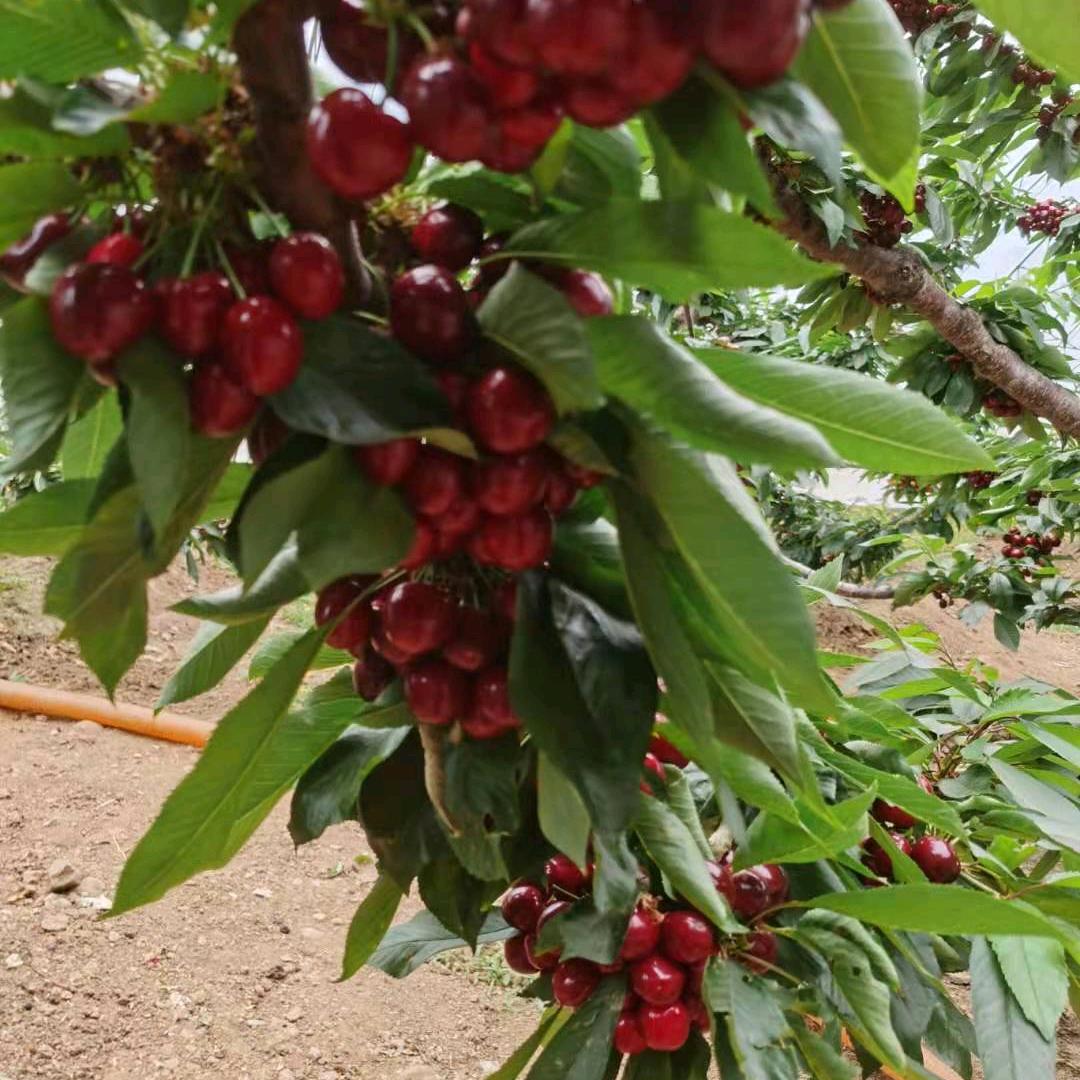 隆樱🍒