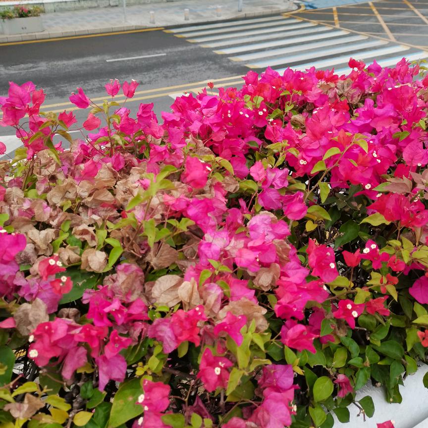 花开富贵OO