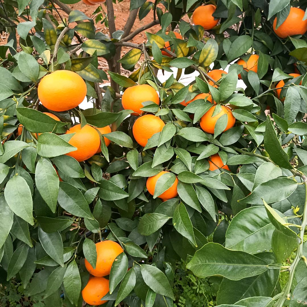 盛丰农场脐橙沃柑种植基地