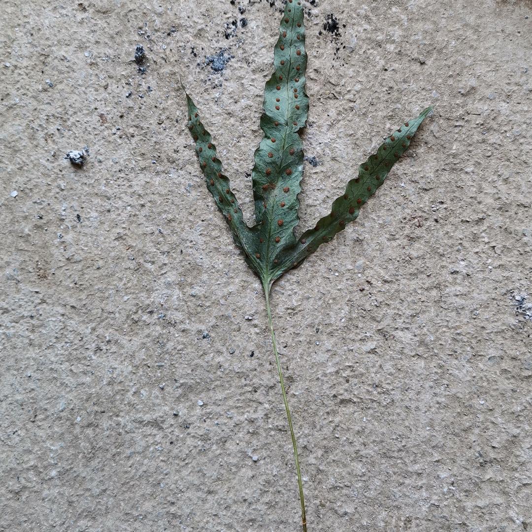 张大有