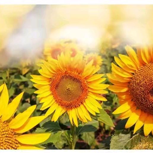 倪Ni～桐城助听器验配师