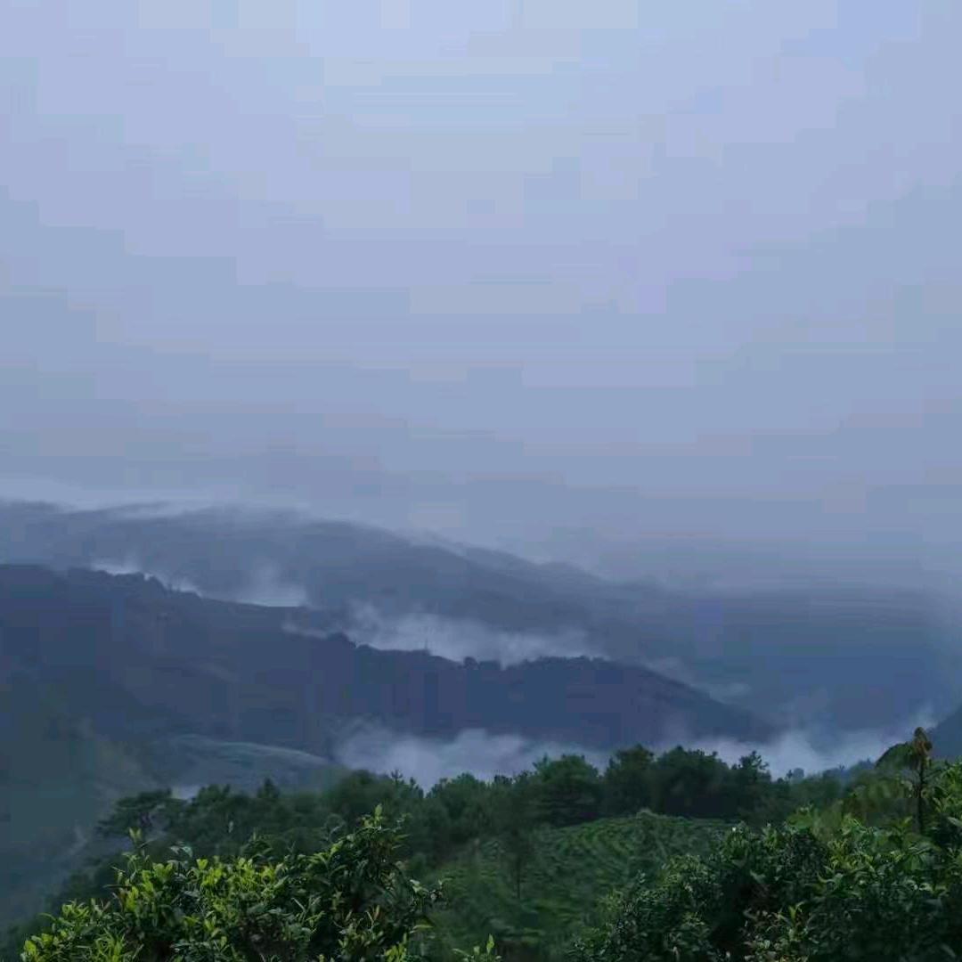 覃-云南源头普洱茶