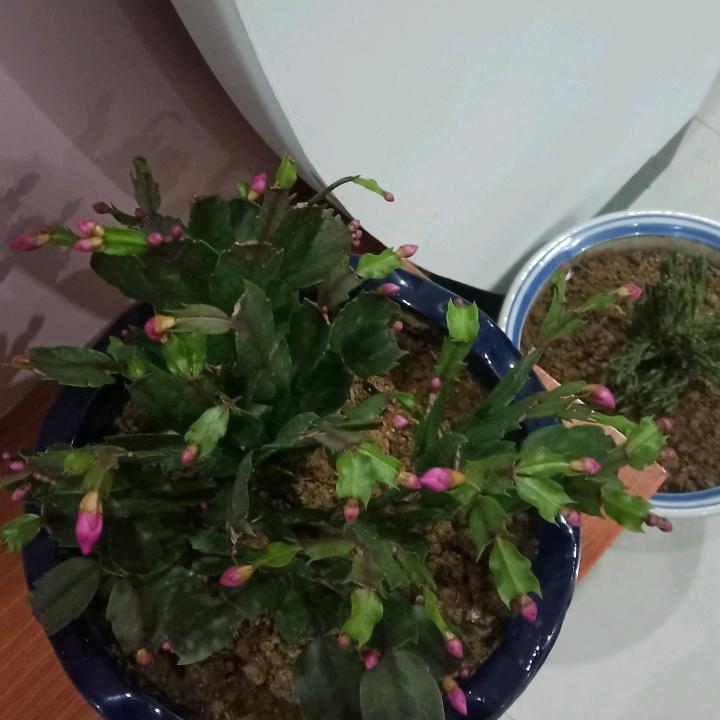 建设中华