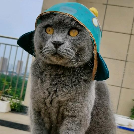 胖胖