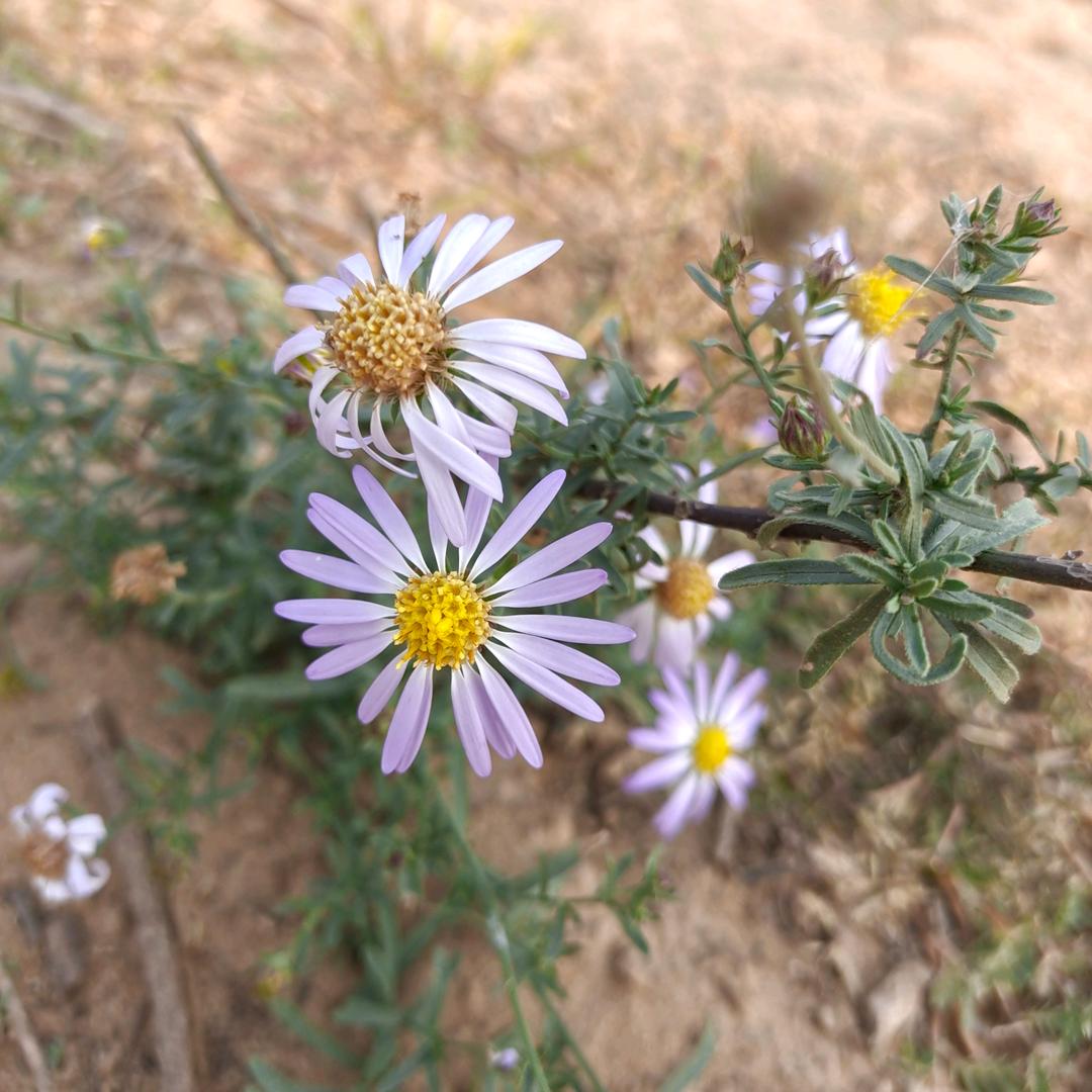 不畏将来，不念过往