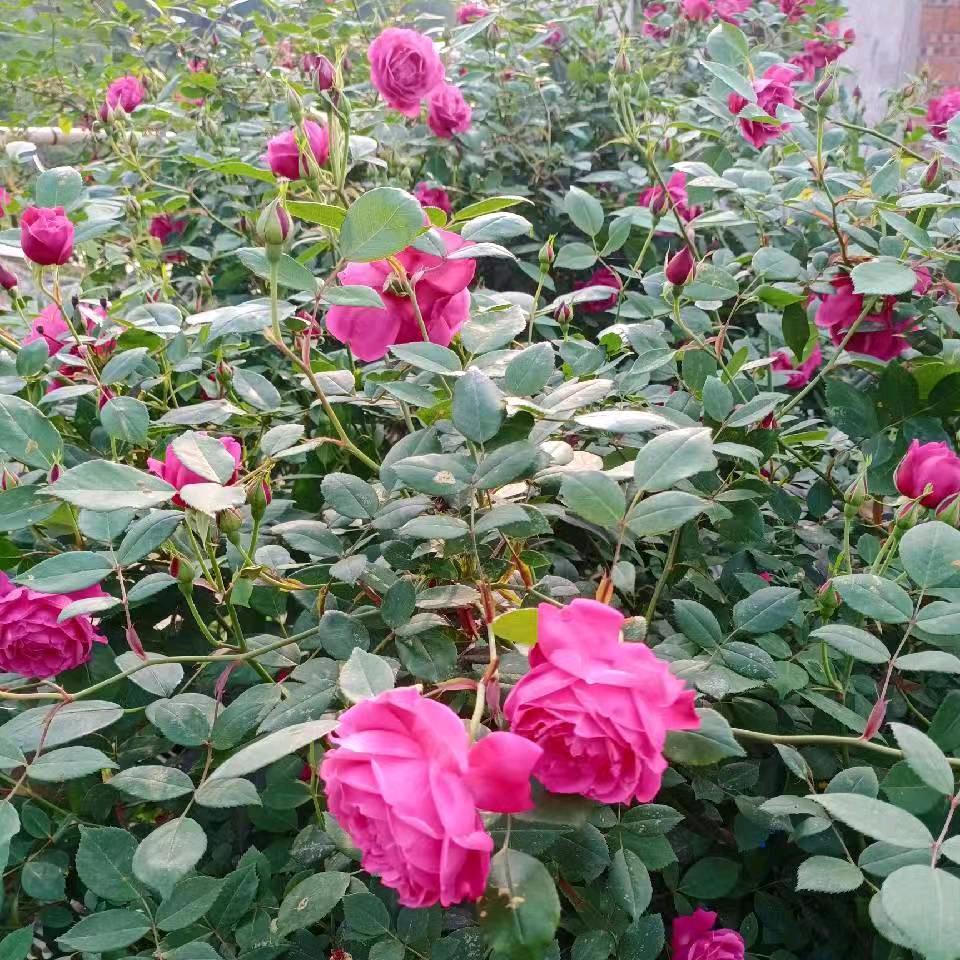 @@情深缘浅《88，8龙》