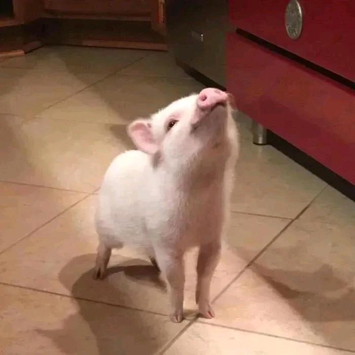 王煎饼