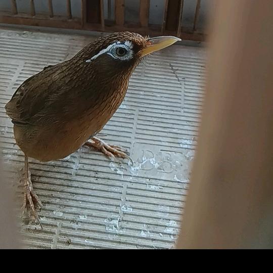 画眉砖家