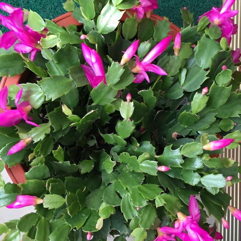 芳芳永远年轻(礼貌回访)