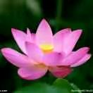 秀芬