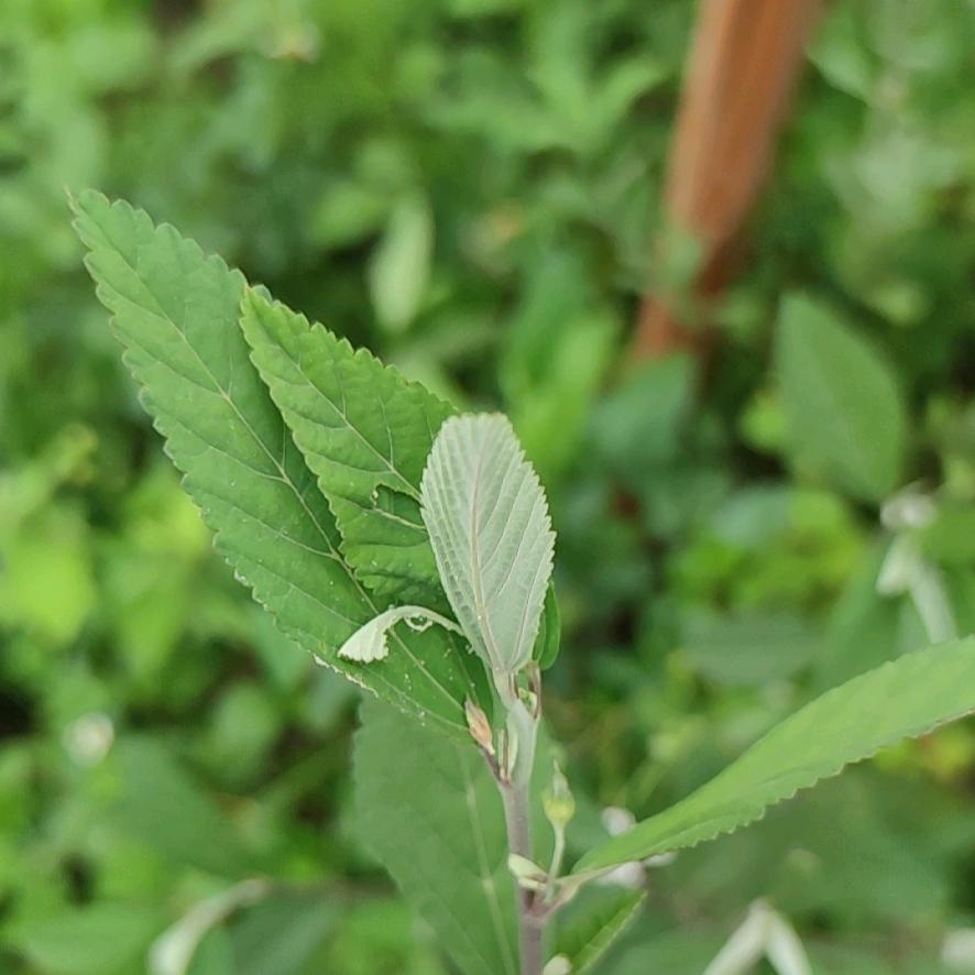 声生入耳电子商务工作室