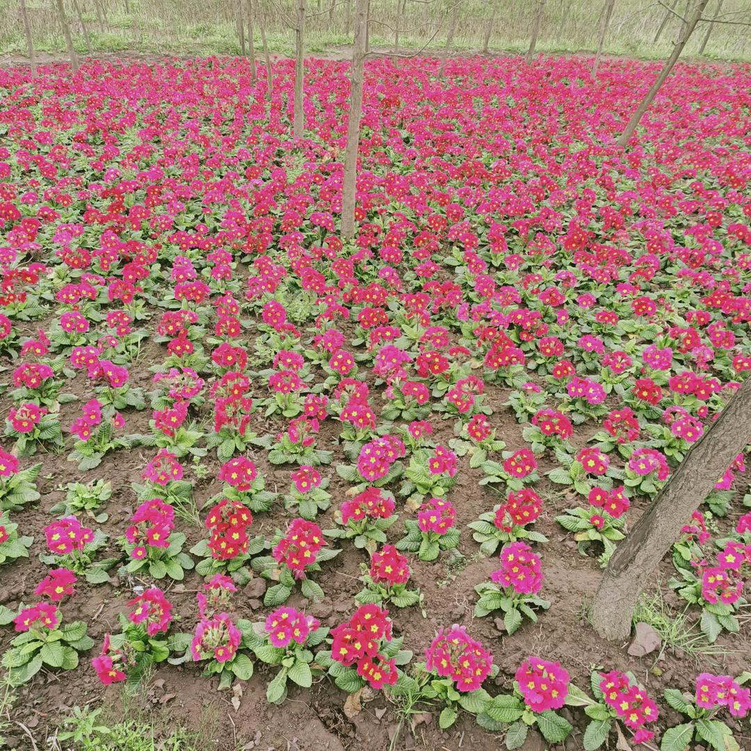 ო᭄封ꦿ心锁ꦿᩚ꯭爱͙ۖᩚ💋