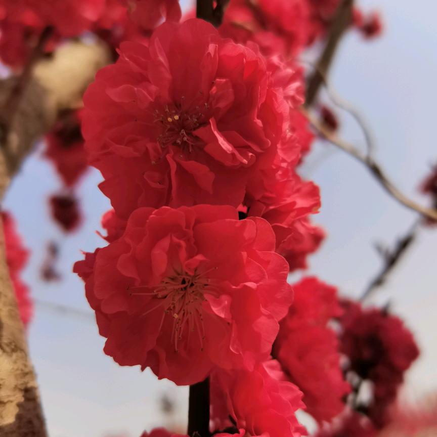 一如既王
