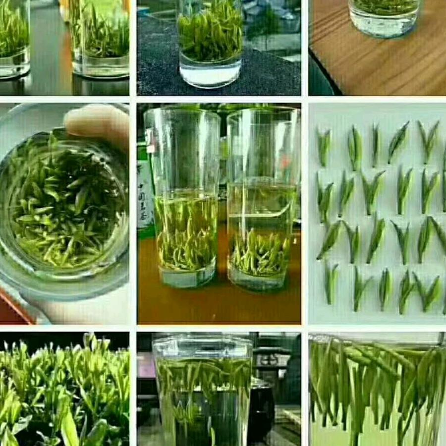 怀宁县石牌镇天峰茶行