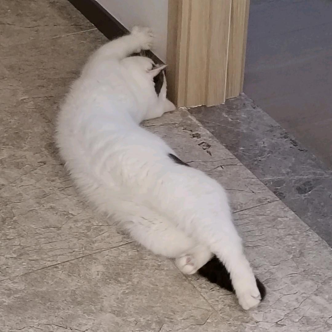 王灰灰