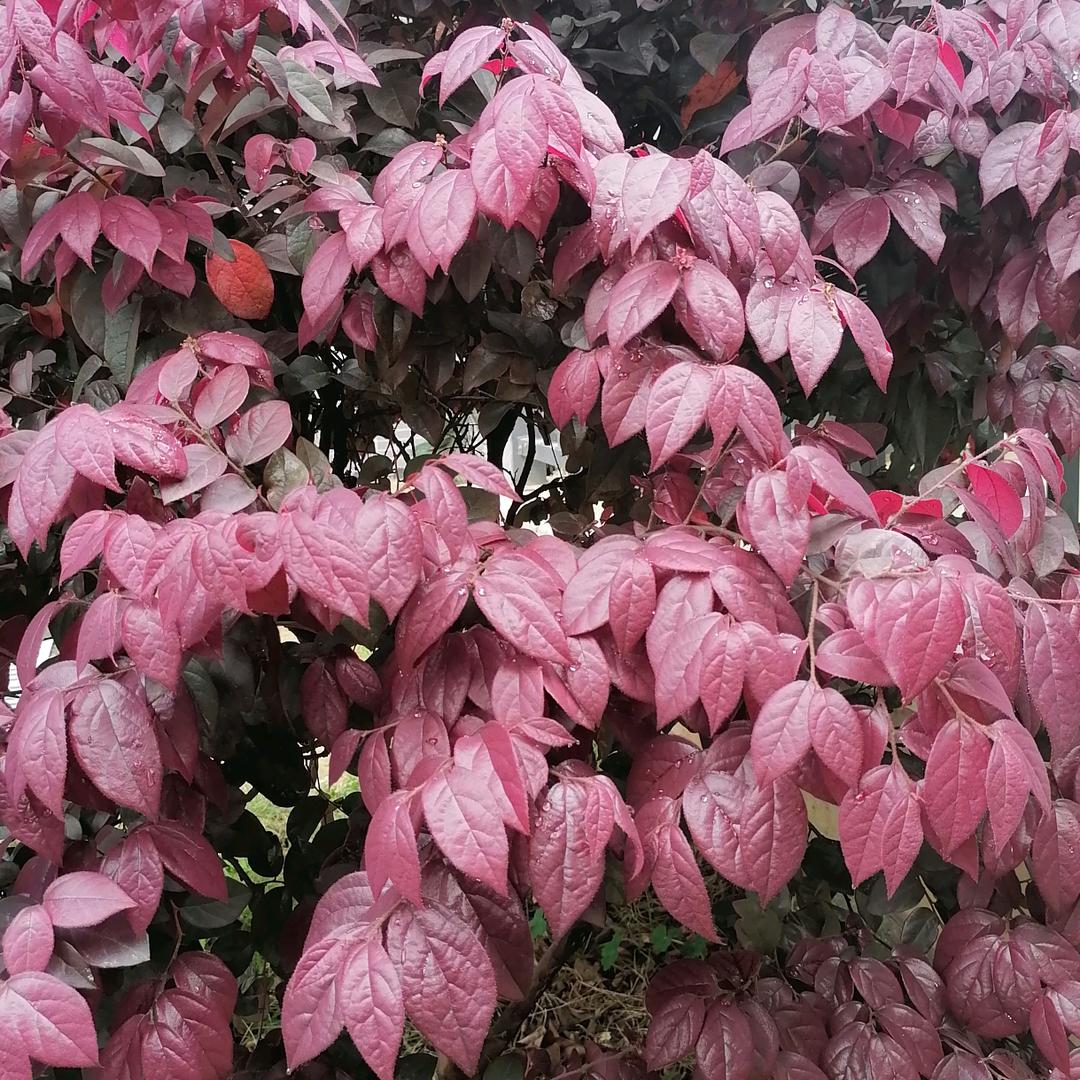 黎明前之梦