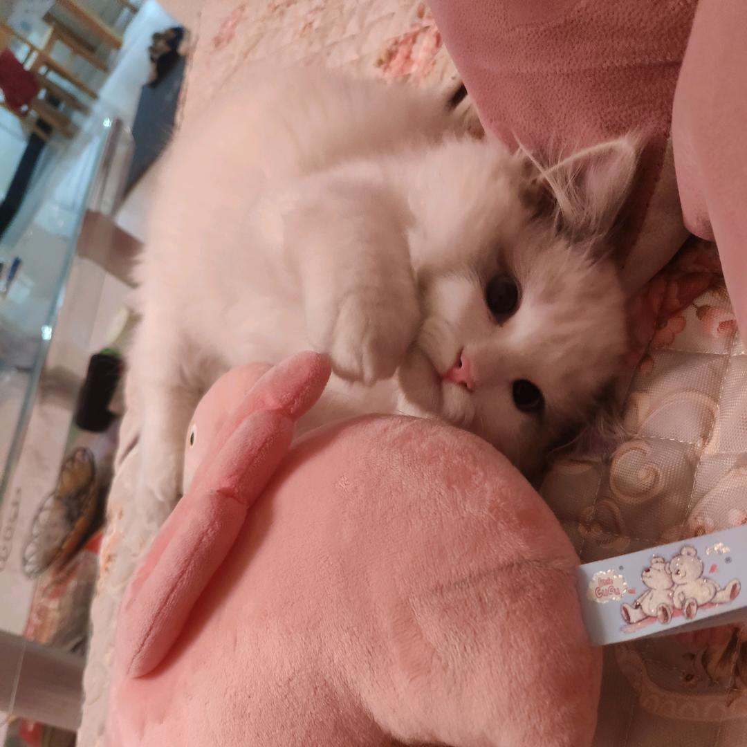 柔柔不吃肉肉