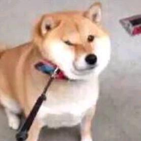 吸口逗逗柴