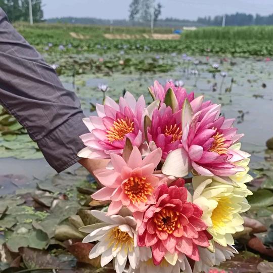 鸟语花香睡莲荷花基地