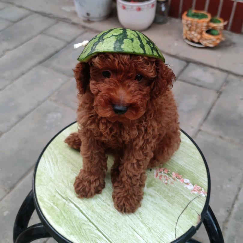 王培