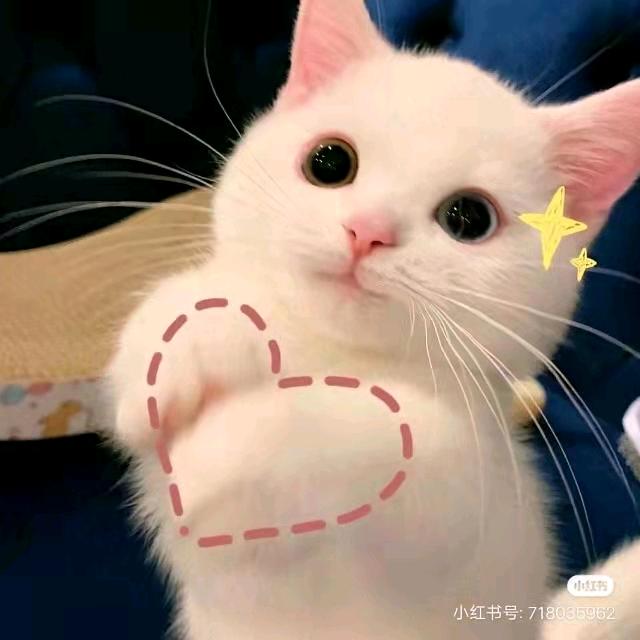 全球牛羊肉小贾哥