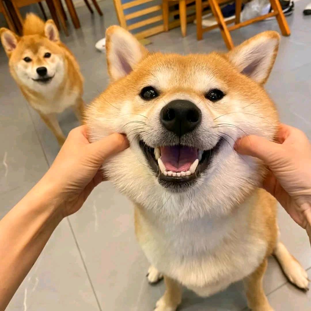 小羊羊🐑