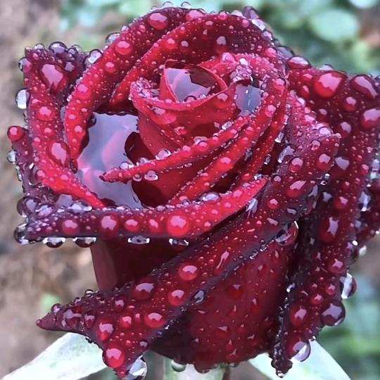 （＾Ｏ人(❁´)*走✲ﾟ*茶＾☆凉