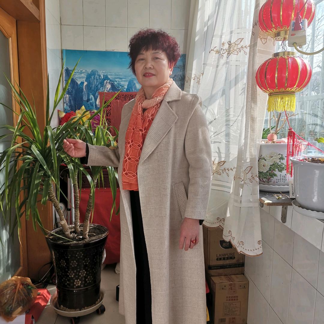 冬春霞草