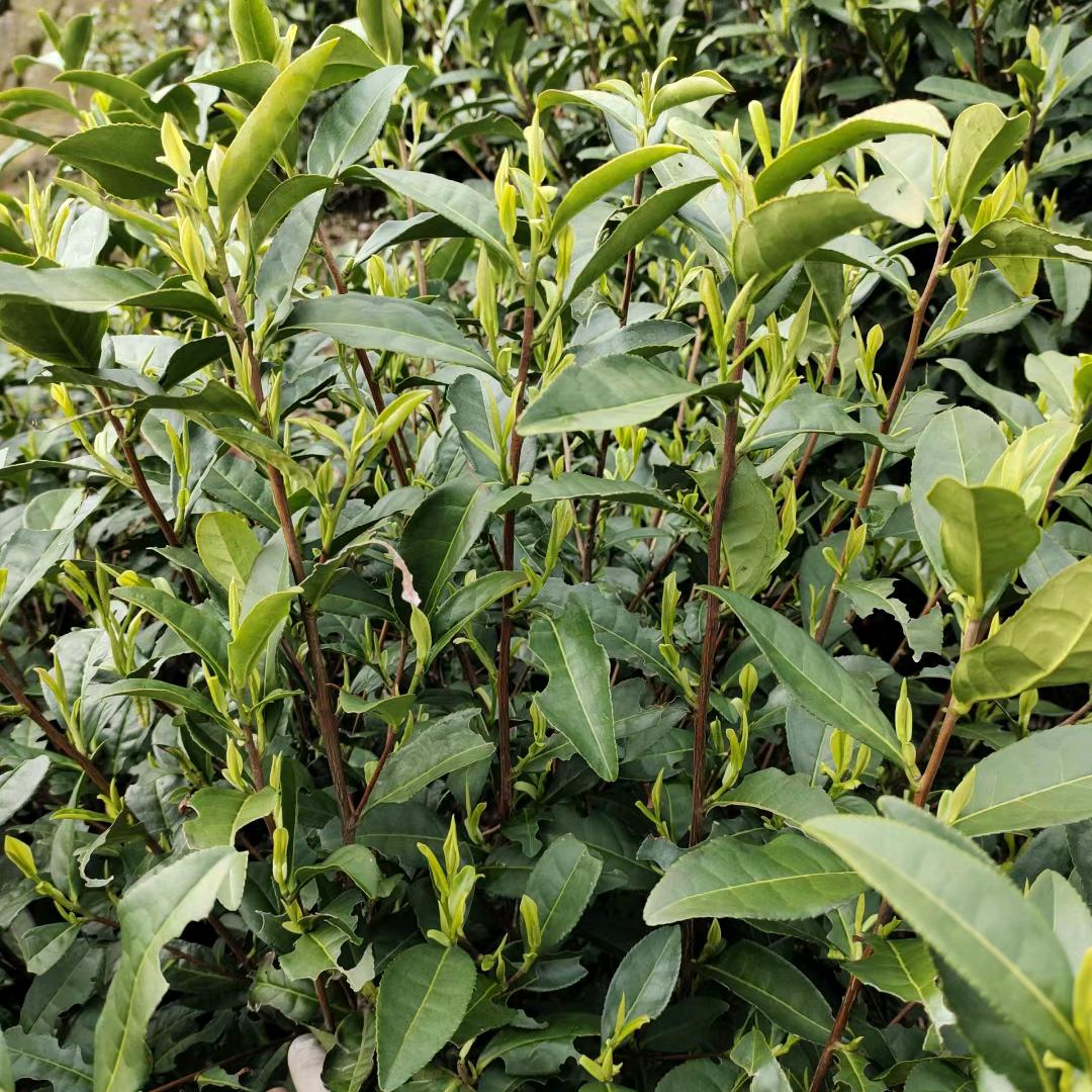 安吉至萧山机场往返专线【顺风车】