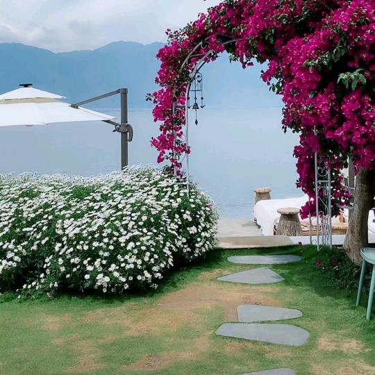 🏵️燕子🏵️