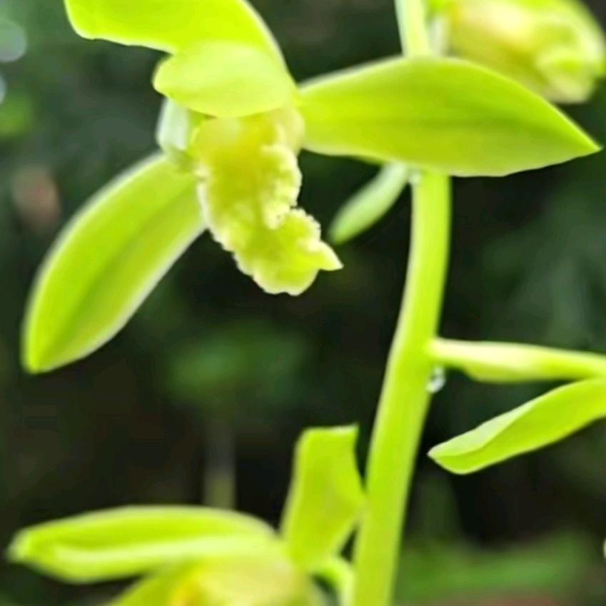 李姐兰花