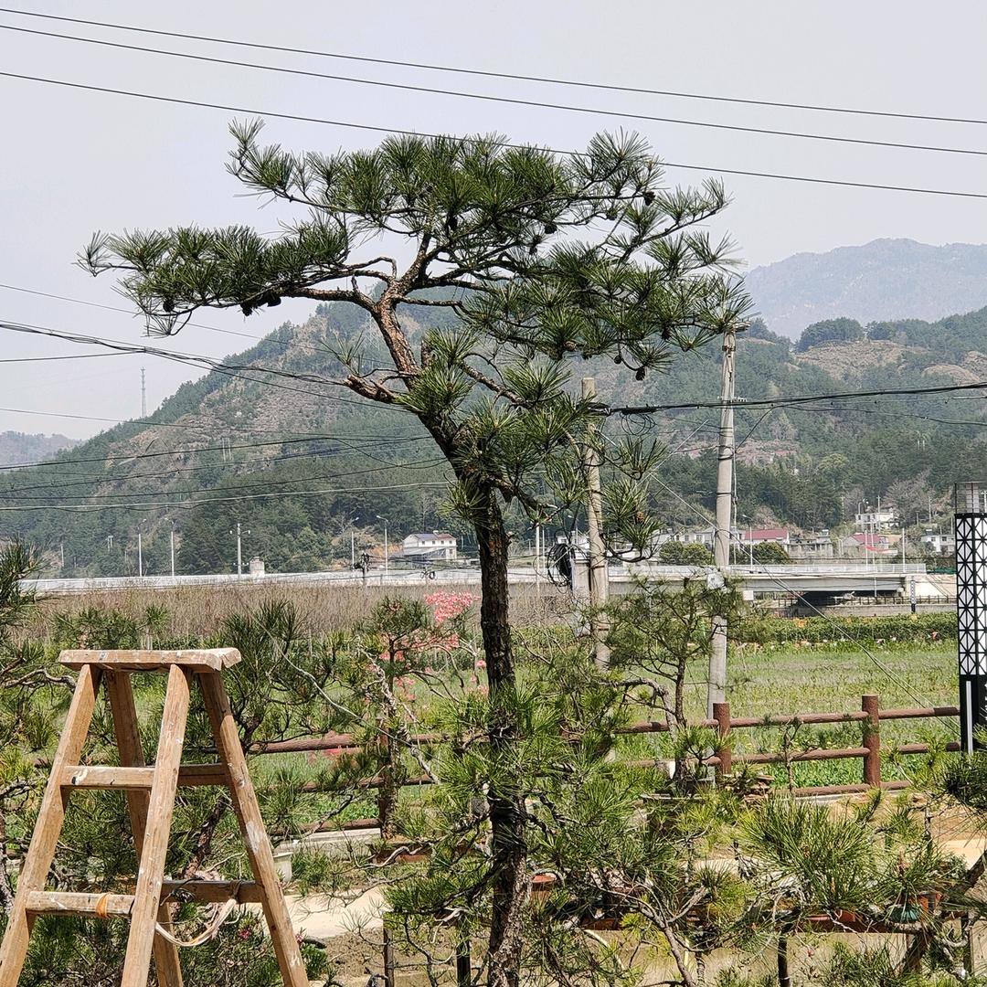黄山松~山人苑