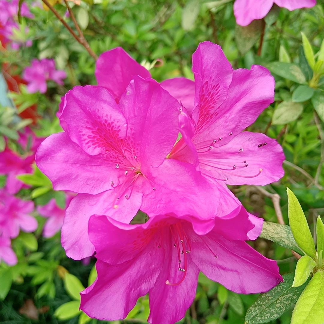 ᨶ႒ᩚ💕ღ᭄ꫛ芷昔꧔ꦿ᭄