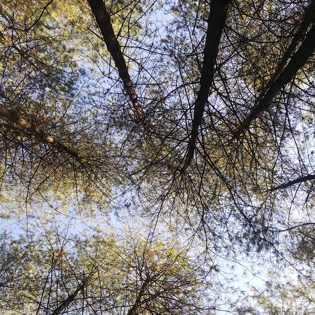 精灵的翅膀