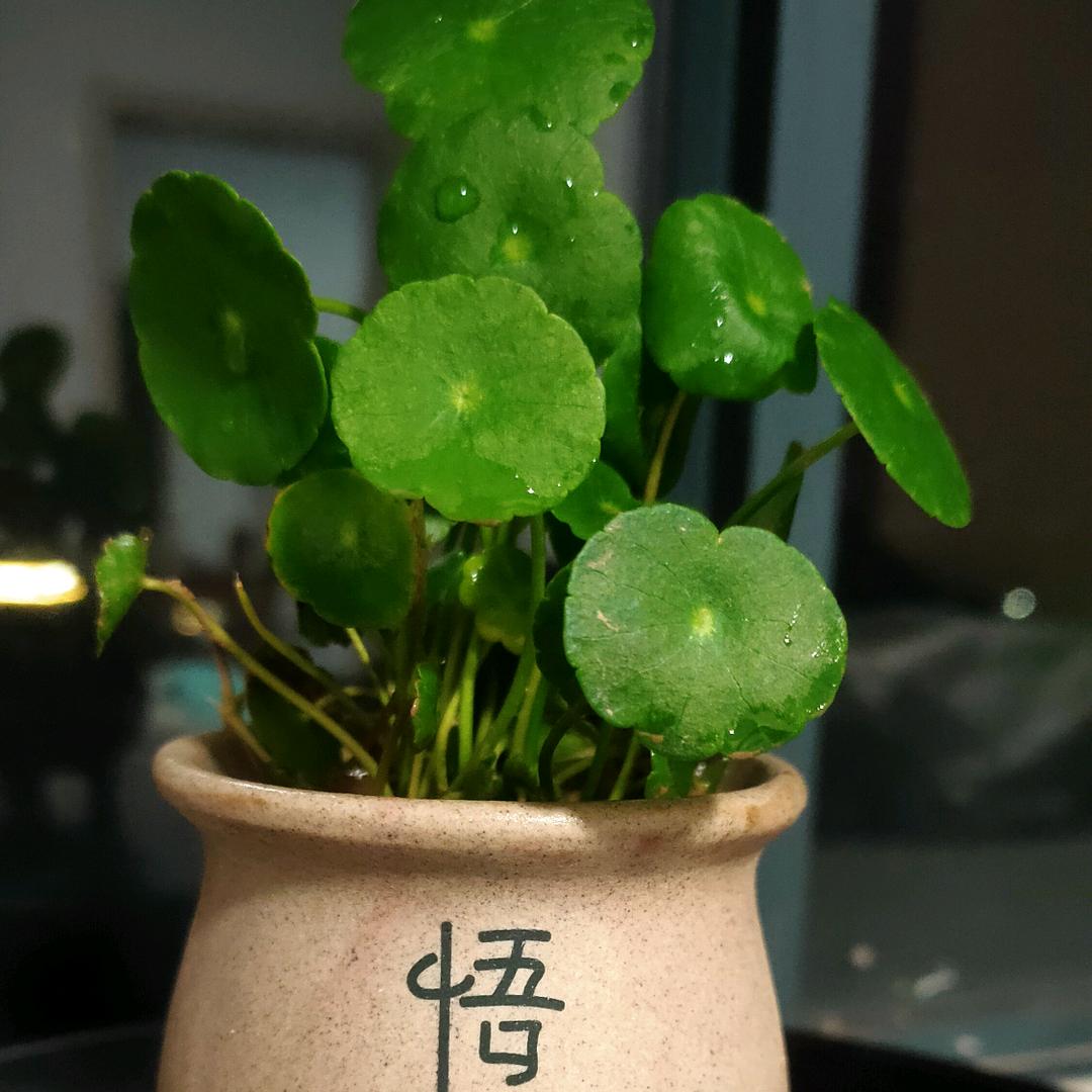 一草一世界(简姐花卉)